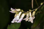 Hog Peanut